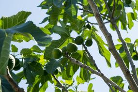 fig tree branches with fruits at Sky