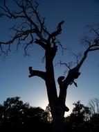 silhouette of a tree against a blue sky