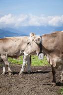 Cow with ear tag and bell, alpine cattle