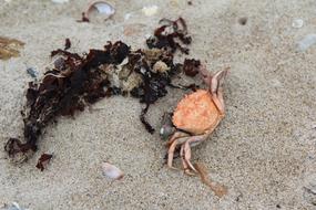Crab Beach Sand