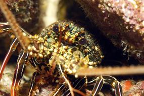 a crab in the ocean crawling