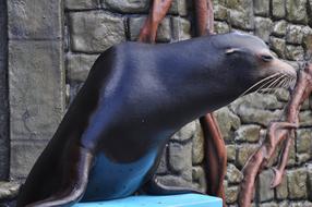 Sea Lion Cozumel