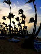 wind palm trees sea view
