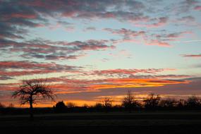 silhouette trees evening