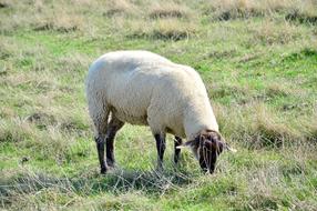 a white sheep in a green meadow