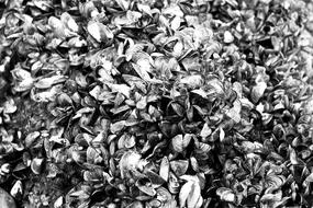 Mussels Mass Sea