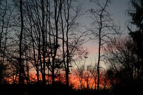 Trees Tree Trunks Sunset