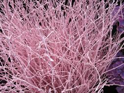 Corallen Sea Bizarre