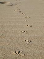 Footprints Beach Seagull