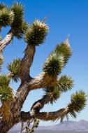 thorny trees against the sky