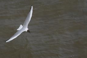 Seagull Gull Bird