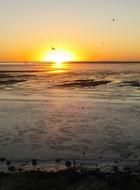 Seagull Nature Sunset