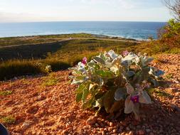 flowers with sand