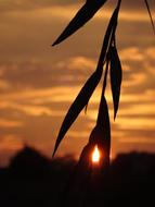silhouette of a branch against the background of the sun