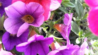 Flowers Colorful macro blur
