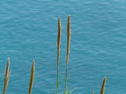 unusual plants by the water
