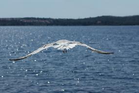 white seagull over blue sea