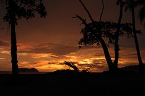 silhouette of trees in the sunlight