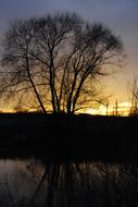 silhouette trees sunset