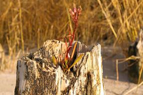 red sprout from a log
