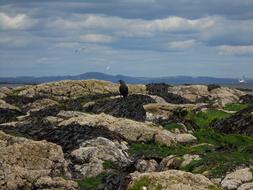 Bird Mountains Field