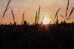 Sunset Nature Wheat Field Evening
