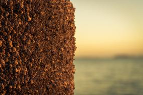 brown wall by the sea