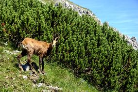 wild animals by the trees