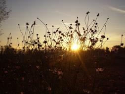 small dry plants in the field