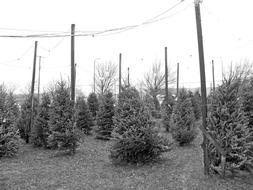 Christmas Tree Lot