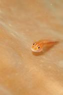 little fish on the beach in the sea