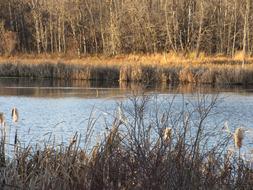 Pond Peaceful Tranquil