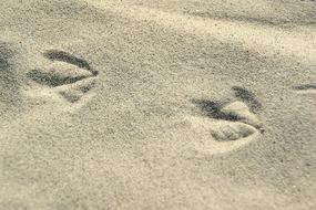 Trace Footprints Butterwort