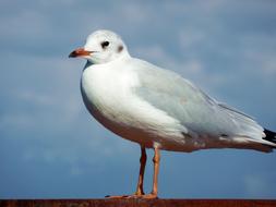 Seagull Bird Water
