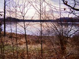 trees in the woods by the lake with the meadow