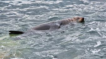 swimming sea lion in the ocean