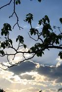 trees leaves clouds blue
