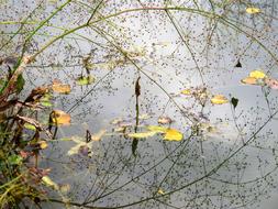 swamps leaves trees trees water