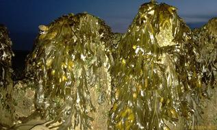 Seaweed On Beach Sea Edge Of The