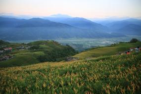 Taiwan Little Switzerland Flower