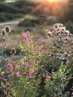 wild plants macro