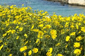 Nature Flower Summer