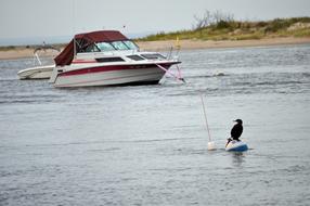 Boat Water Bird