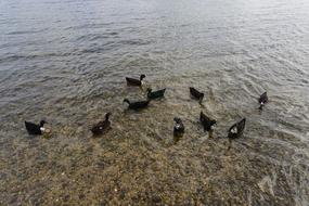 flock of ducks on the water