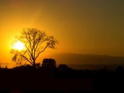 the silhouette of a tree at dusk