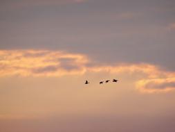 a flock of flying ducks in the sky