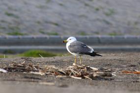 Animal Sea Beach
