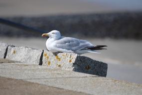 Seagull Norderney Beach