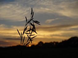 Blade Of Grass Evening Light