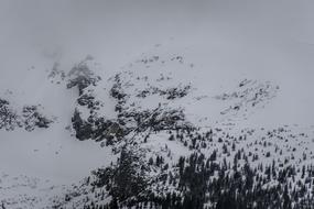 snow forest trees landscape